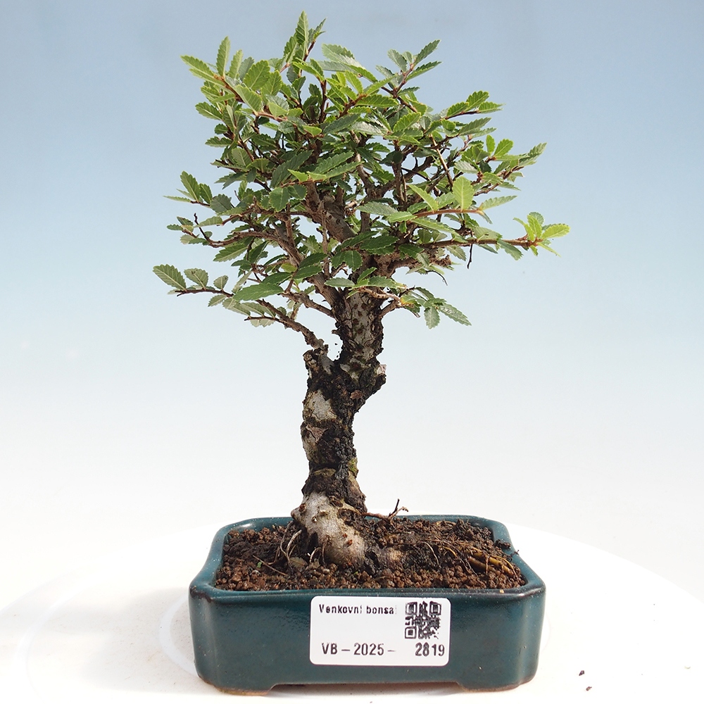 Bonsai da esterno - Zelkova - Zelkova NIRE