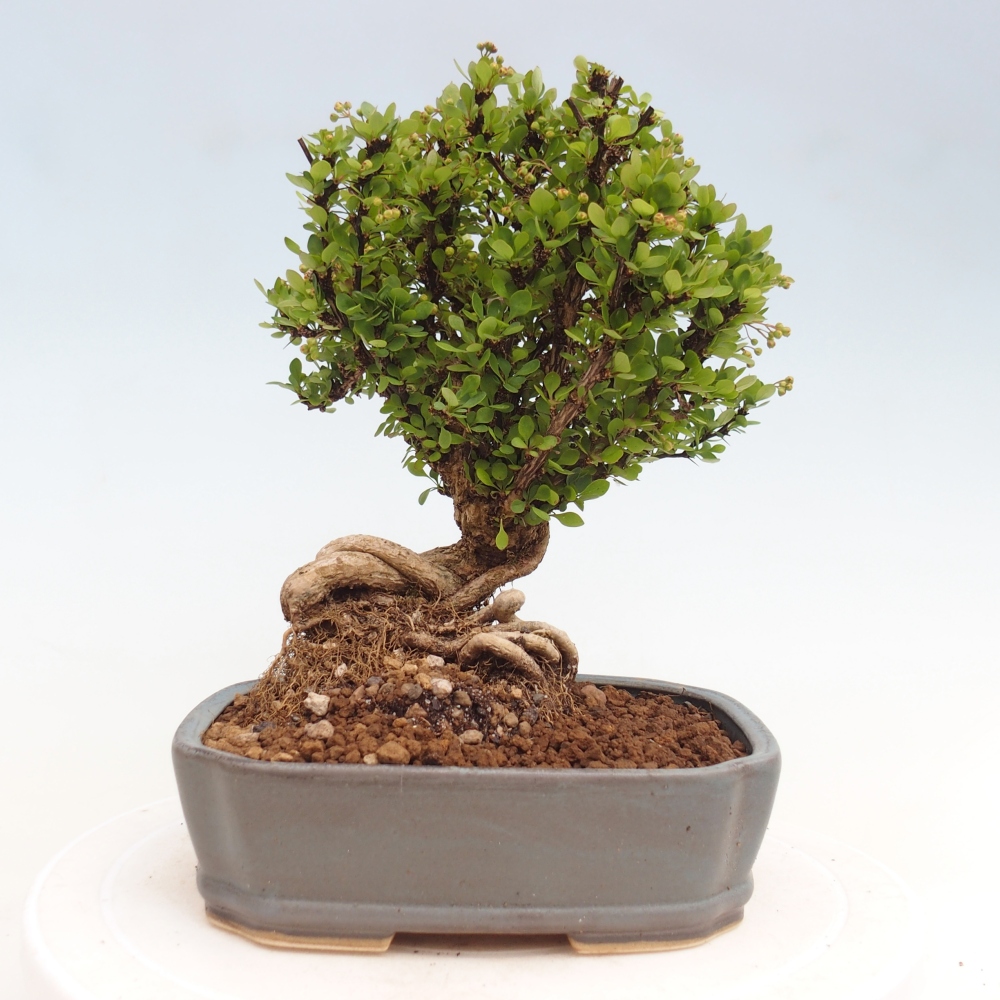 Bonsai da esterno - Berberis coreana