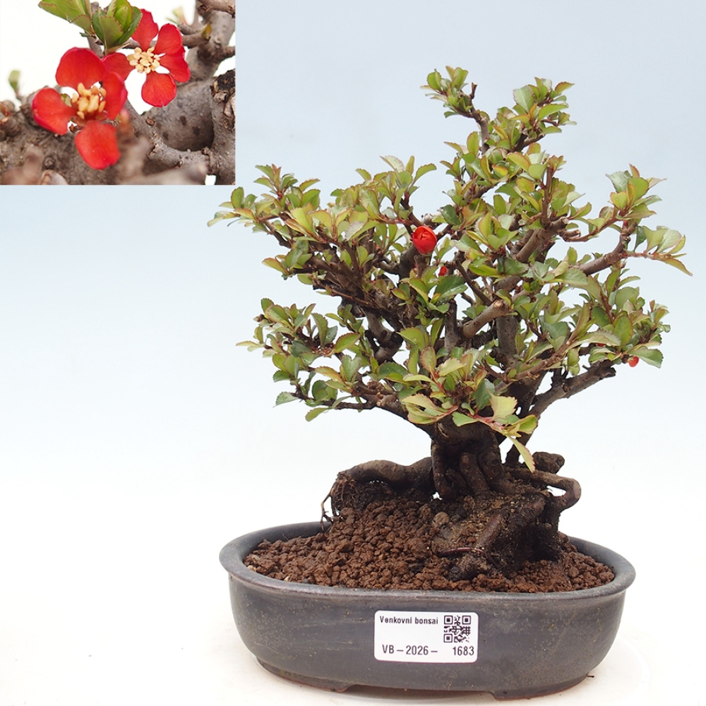 Bonsai da esterno - Chaneomeles speciosa - Cotogno