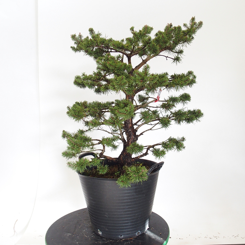 Yamadori - Pinus sylvestris Spagna
