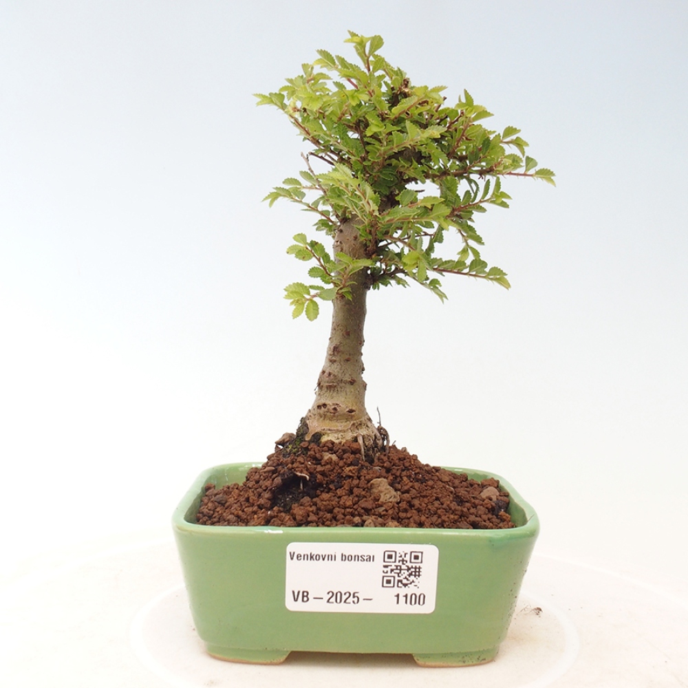 Bonsai da esterno - Ulmus parvifolia Sagei - Olmo a foglie piccole