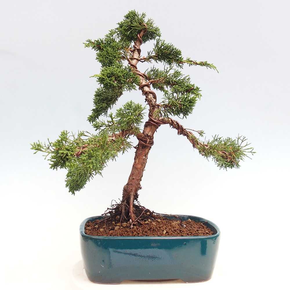 Bonsai da esterno - Juniperus chinensis Kishu