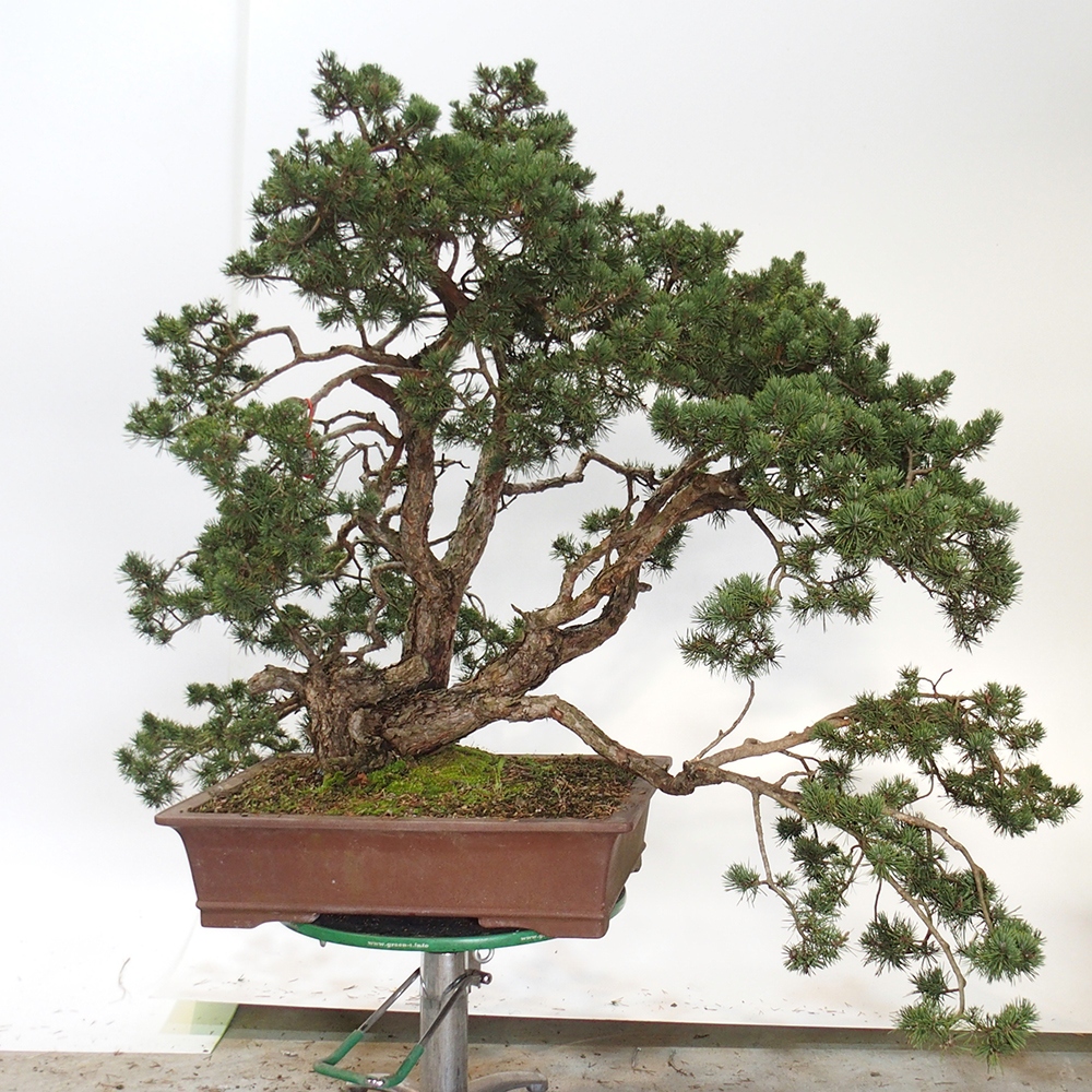 Yamadori - Pinus sylvestris Spagna