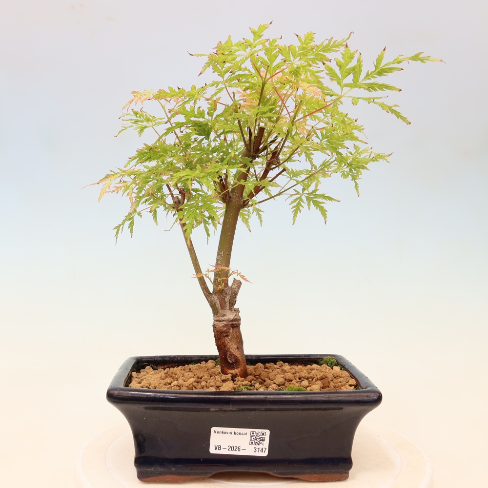 Bonsai da esterno - Acer palmatum Dissectum