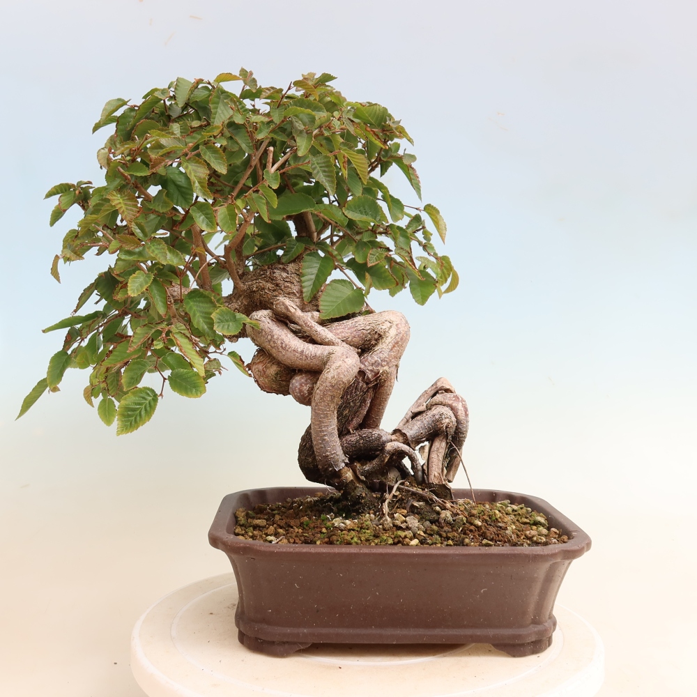 Bonsai da esterno -Carpinus CARPINOIDES - Carpino coreano
