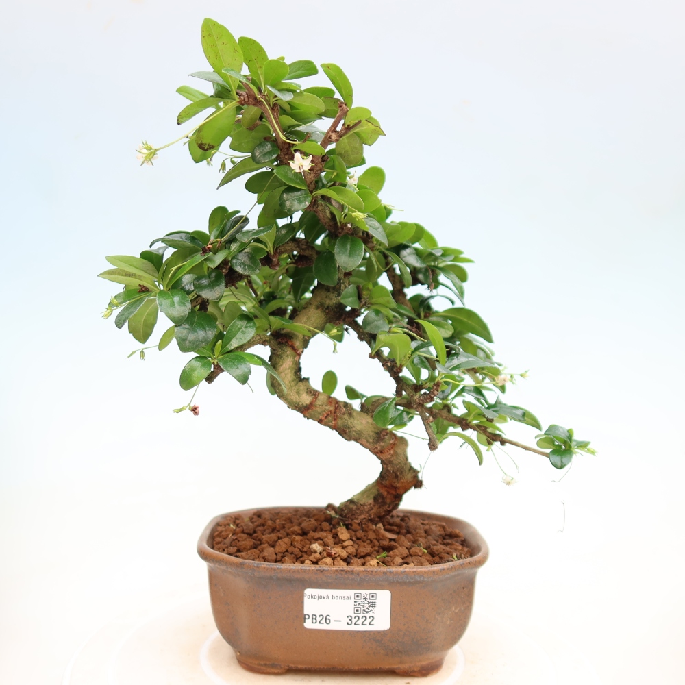 Camera bonsai - Carmona macrophylla - Tea fuki
