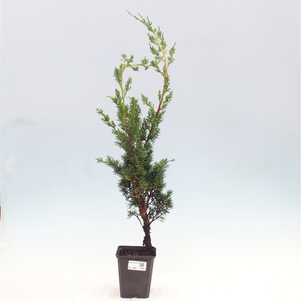 Bonsai da esterno - Juniperus chinensis Kishu