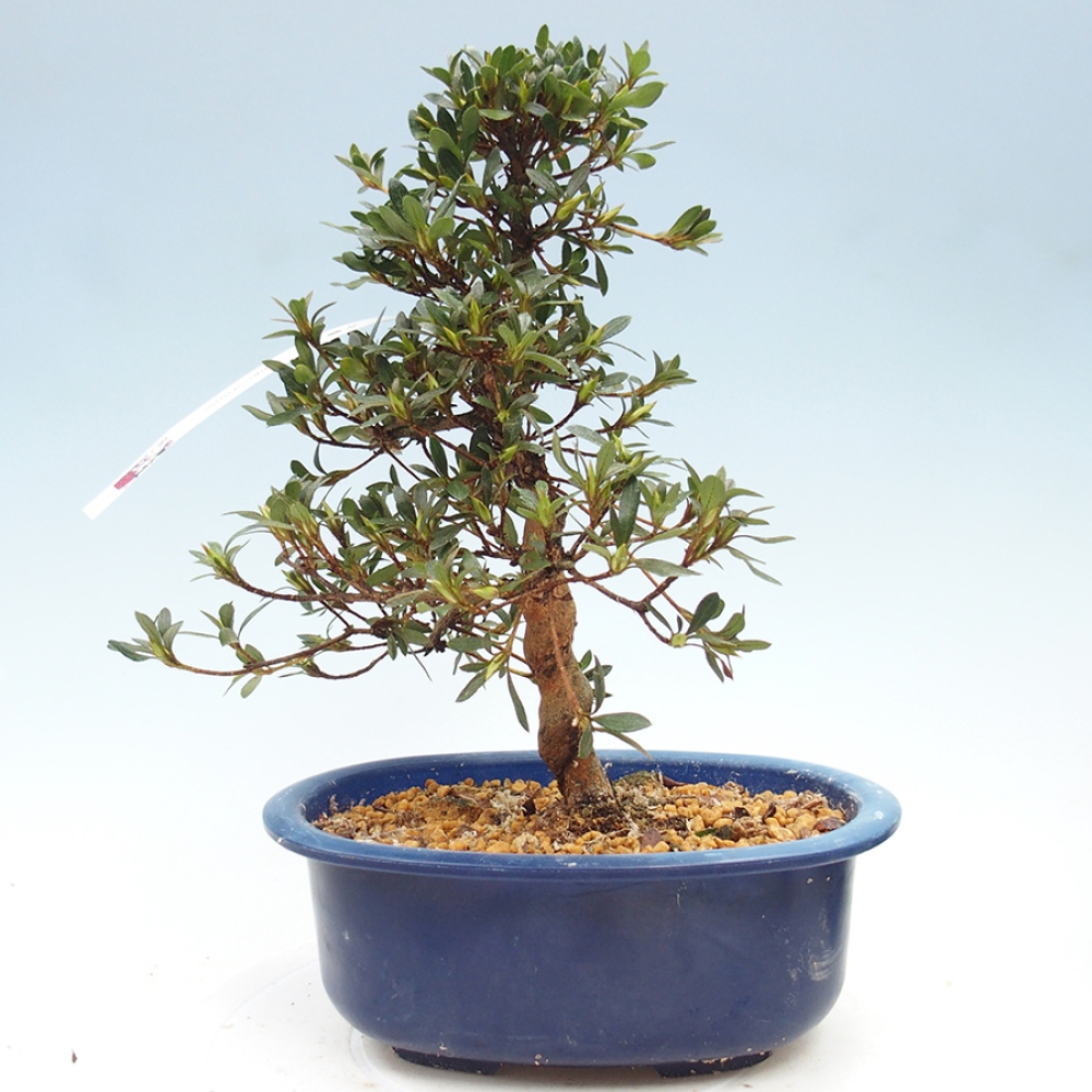 Bonsai da esterno - Azalea giapponese - Azalea Suigootome