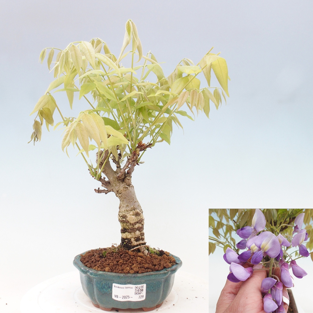 Bonsai da esterno - Glicine floribunda
