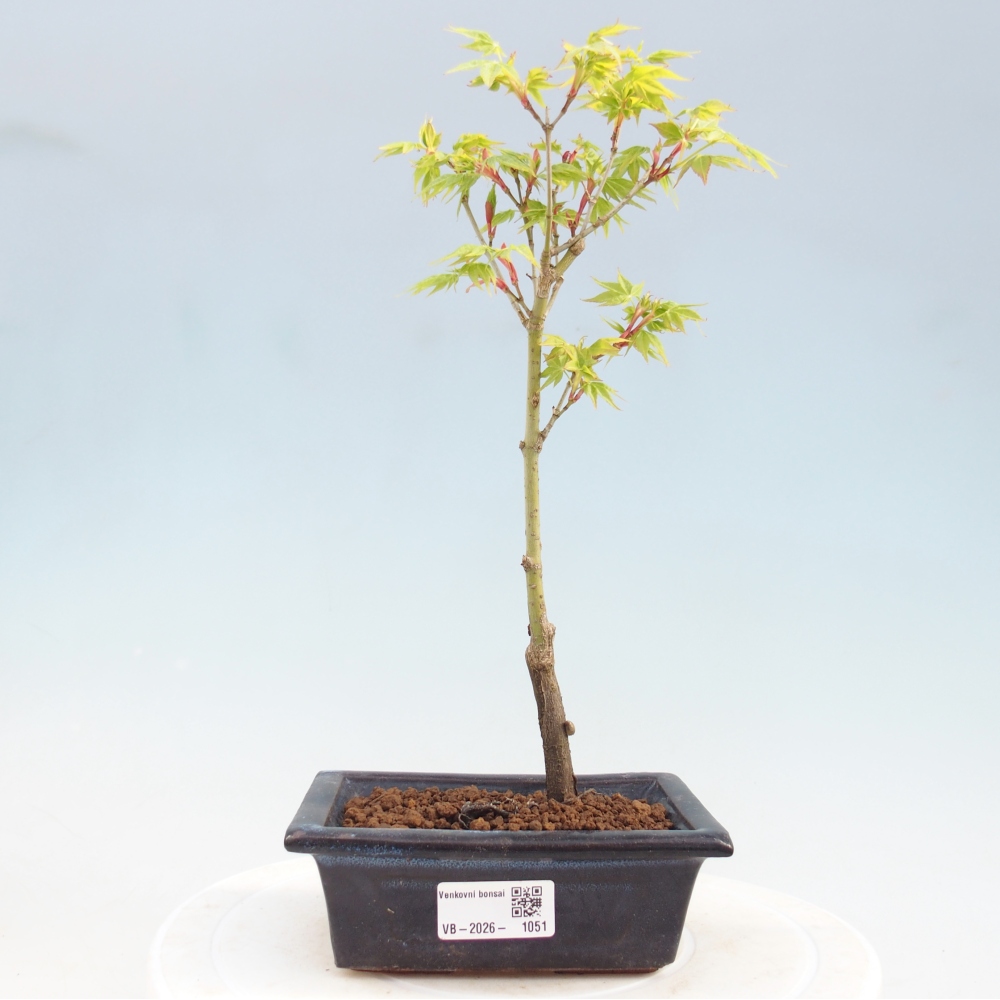 Acer palmatum Aureum - Acero dorato