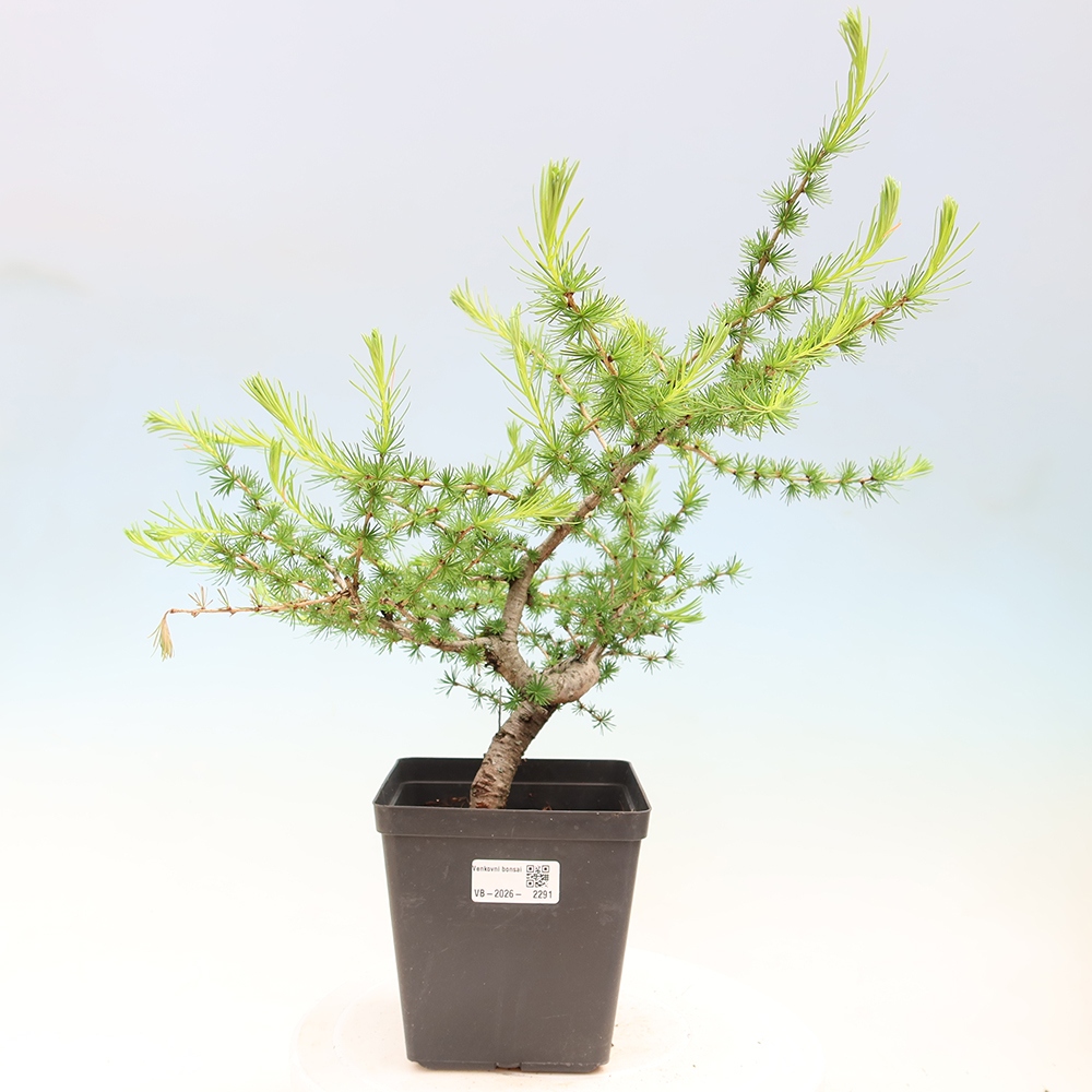 Bonsai da esterno -Larix decidua - Larice