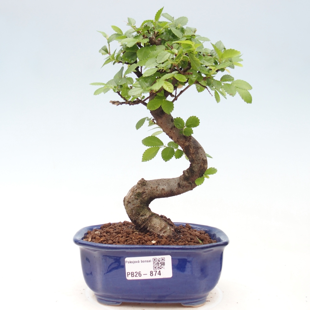 Camera bonsai - Ulmus parvifolia - Olmo a foglie piccole