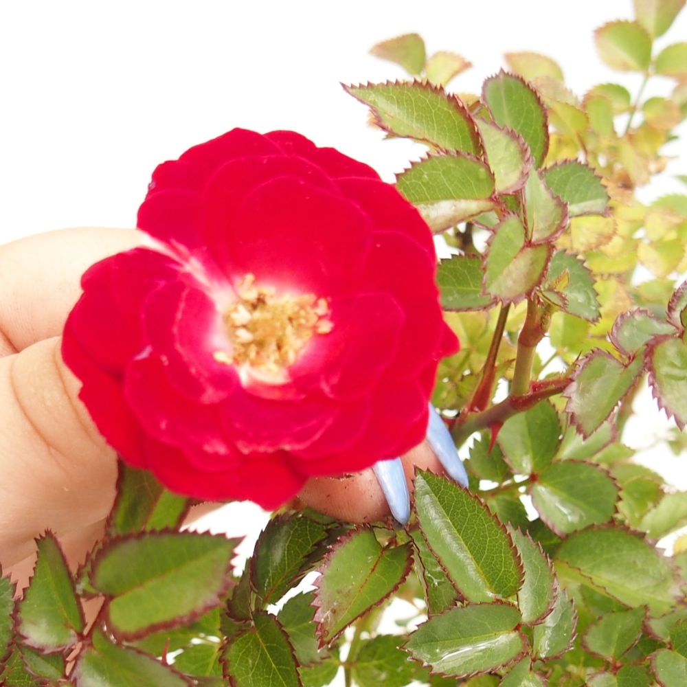 Bonsai da esterno - Rosa Kordes - rosa