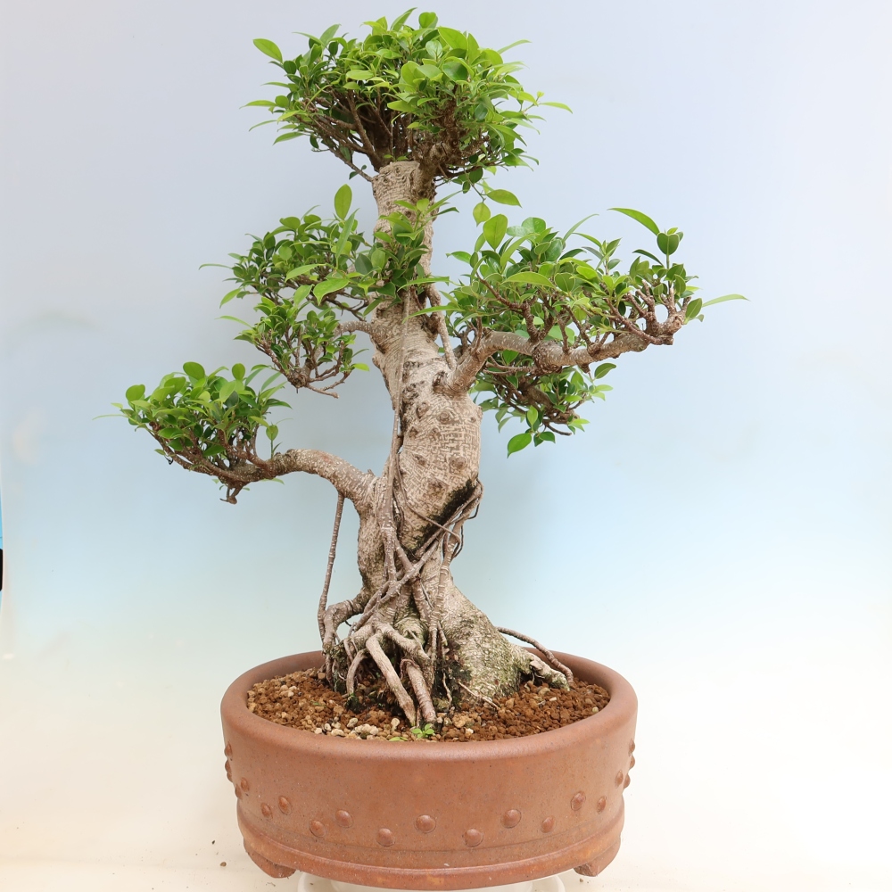 Camera bonsai - Ficus kimmen - ficus a foglie piccole