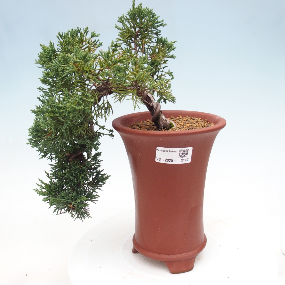 Bonsai da esterno - Juniperus chinensis Kishu