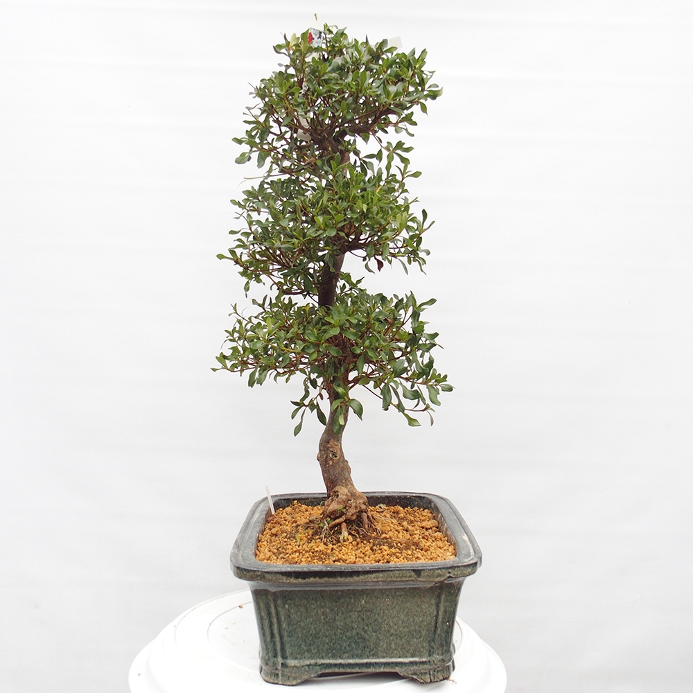 Bonsai da esterno - Azalea giapponese - Azalea Kisshoten