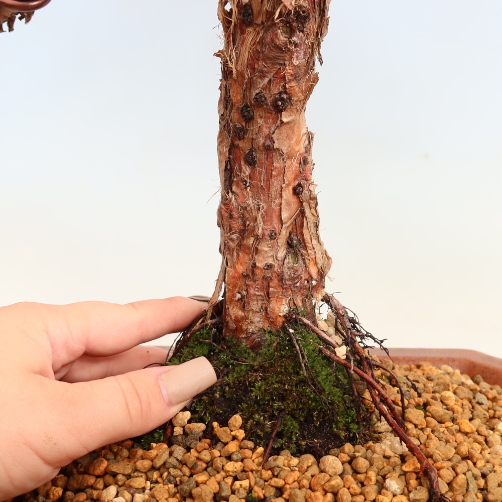 Bonsai da esterno - Juniperus chinensis Kishu