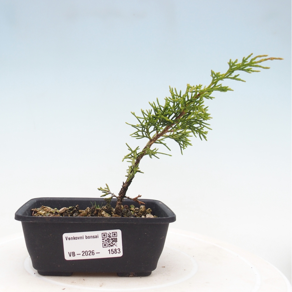 Bonsai da esterno - Juniperus chinensis Itoigawa