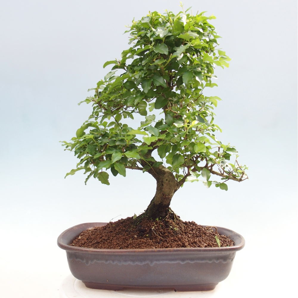 Camera bonsai -Ligustrum chinensis - Becco d'uccello