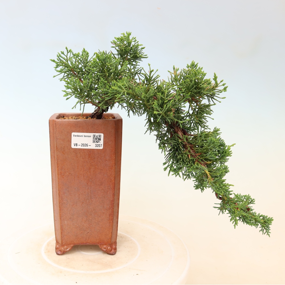 Bonsai da esterno - Juniperus chinensis Kishu