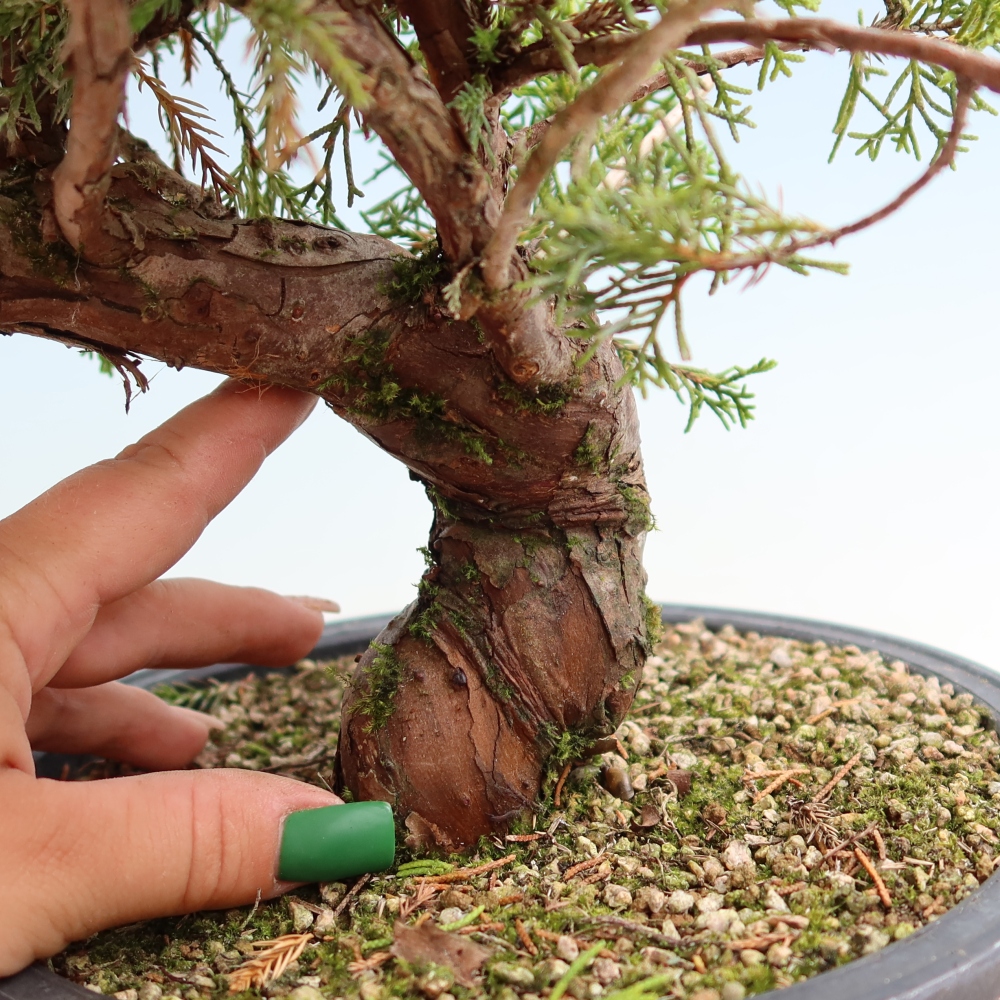 Bonsai da esterno - Juniperus chinensis Itoigawa-Juniperus chinensis