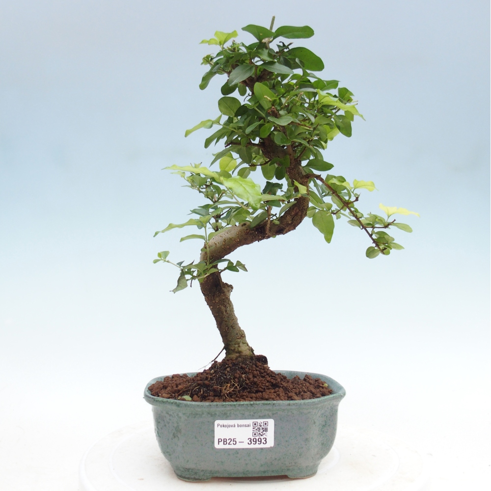 Camera bonsai -Ligustrum chinensis - Becco d'uccello