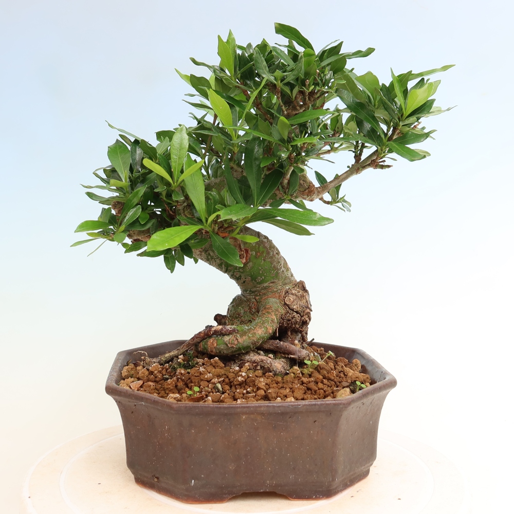 Camera bonsai - Gardenia jasminoides-Gardenia