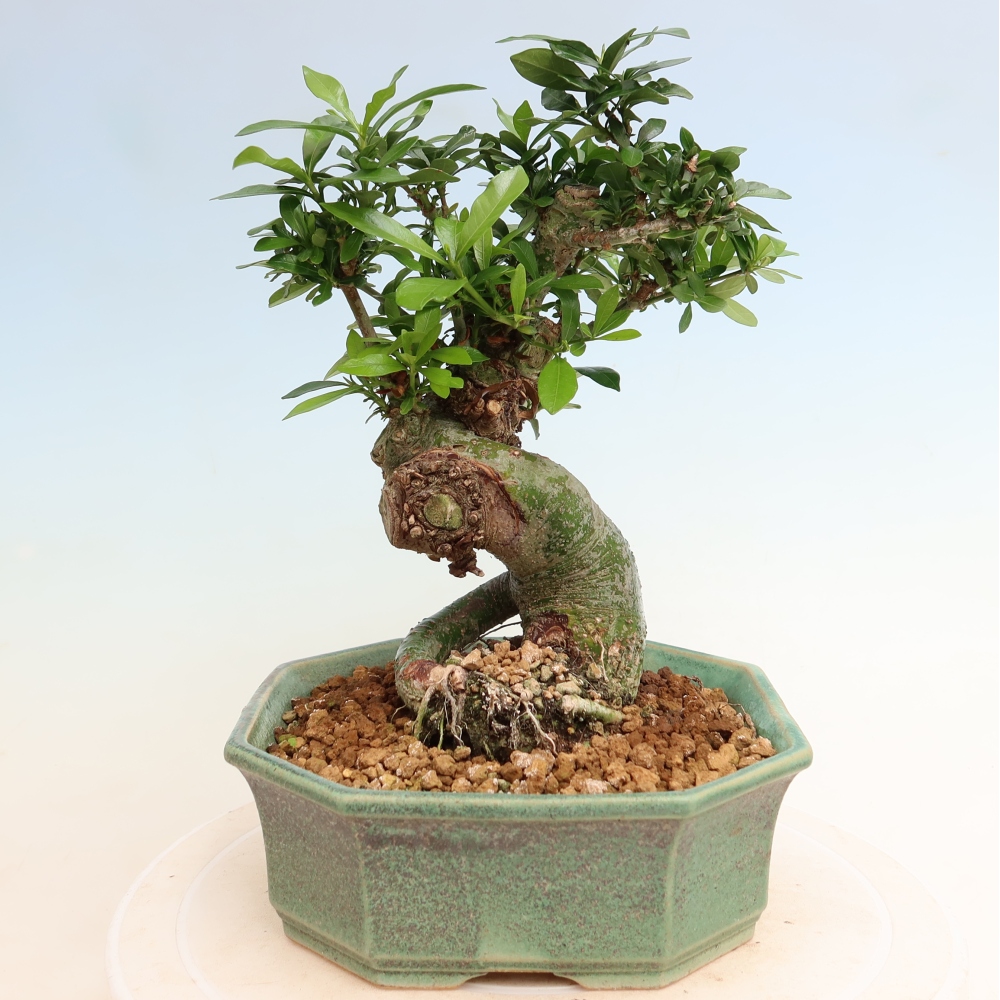 Camera bonsai - Gardenia jasminoides-Gardenia