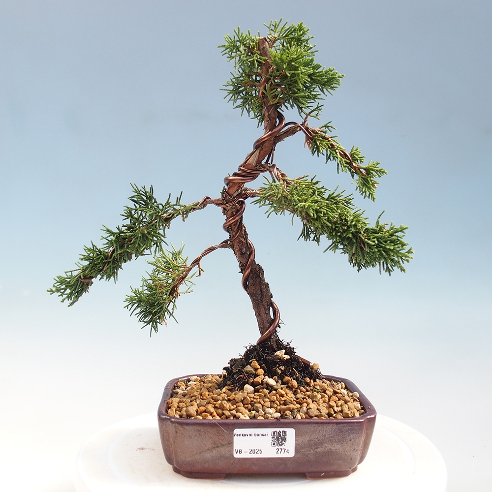 Bonsai da esterno - Juniperus chinensis Kishu