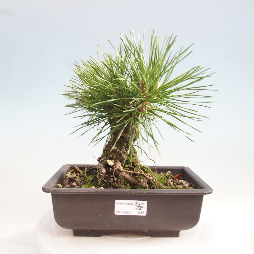 Bonsai da esterno - Pinus thunbergii - Pino di Thunberg