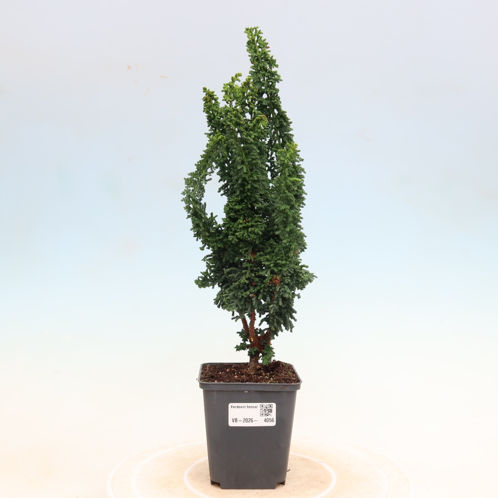 Bonsai da esterno - Cham. obtusa SEKKA HINOKI - Cipresso