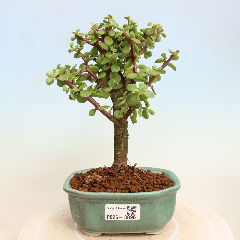 Camera bonsai - Portulakaria Afra - Tlustice
