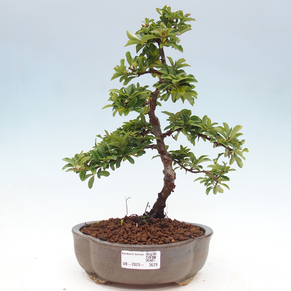 Bonsai da esterno-Pyracantha Teton -Hlox