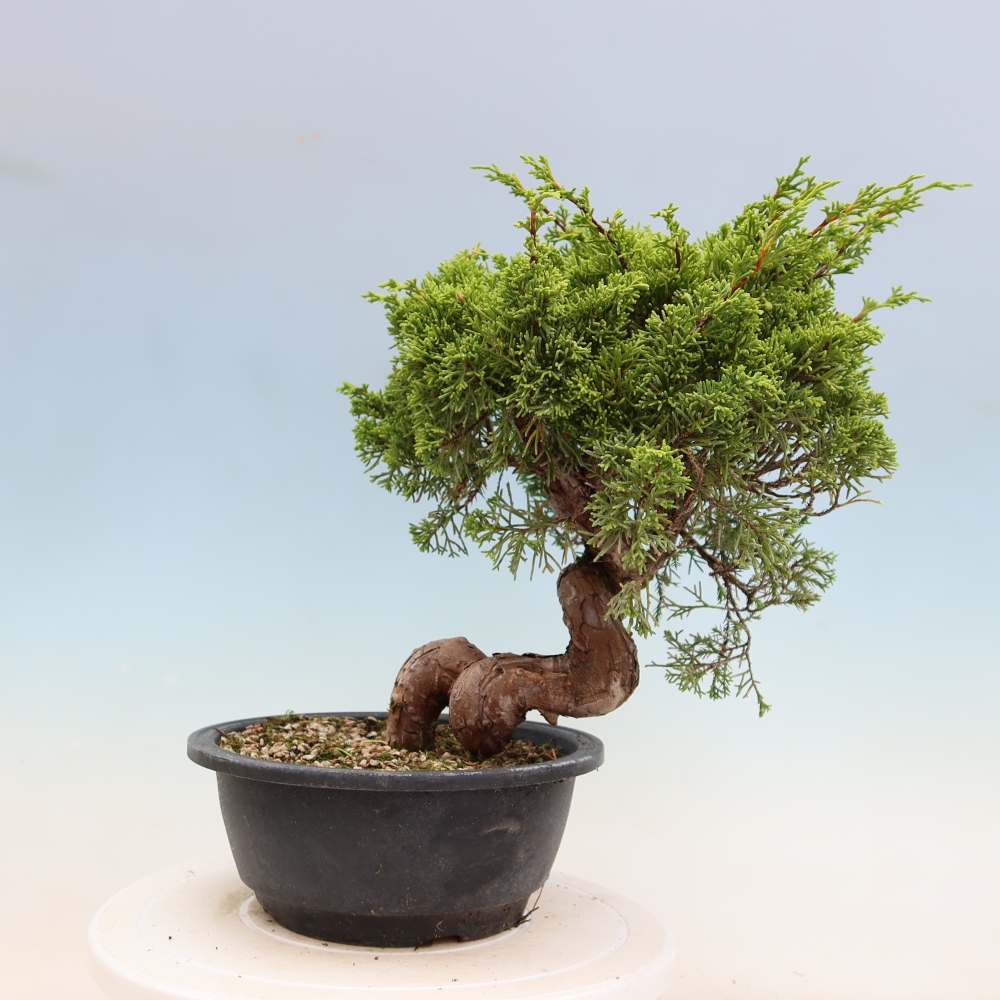 Bonsai da esterno - Juniperus chinensis Itoigawa-Juniperus chinensis