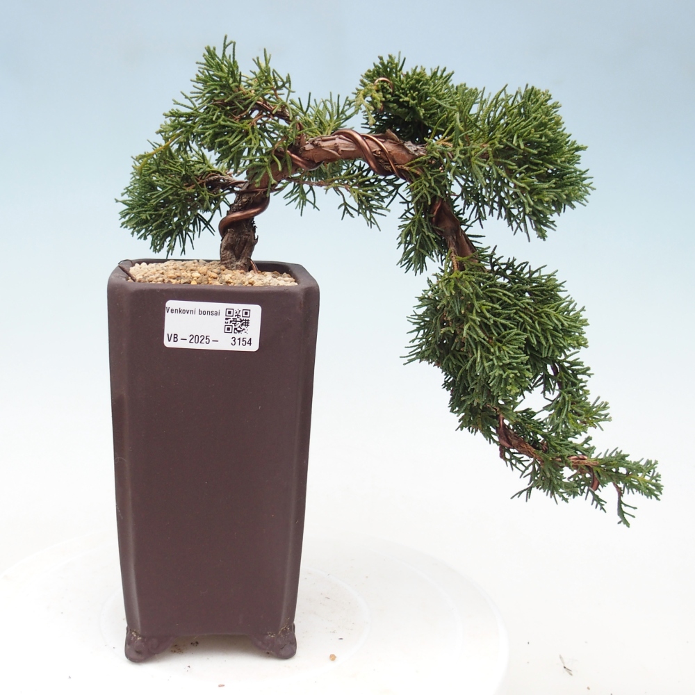 Bonsai da esterno - Juniperus chinensis Kishu