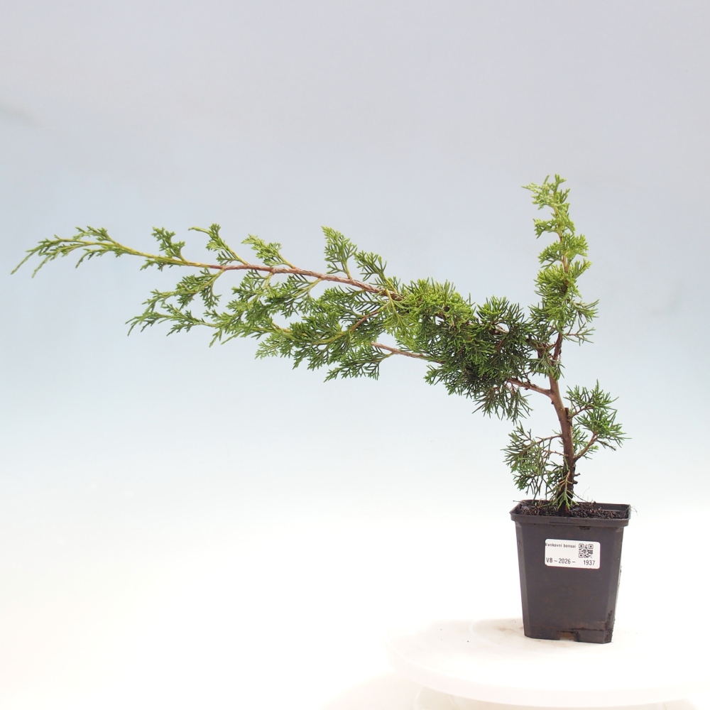 Bonsai da esterno - Juniperus chinensis Itoigawa