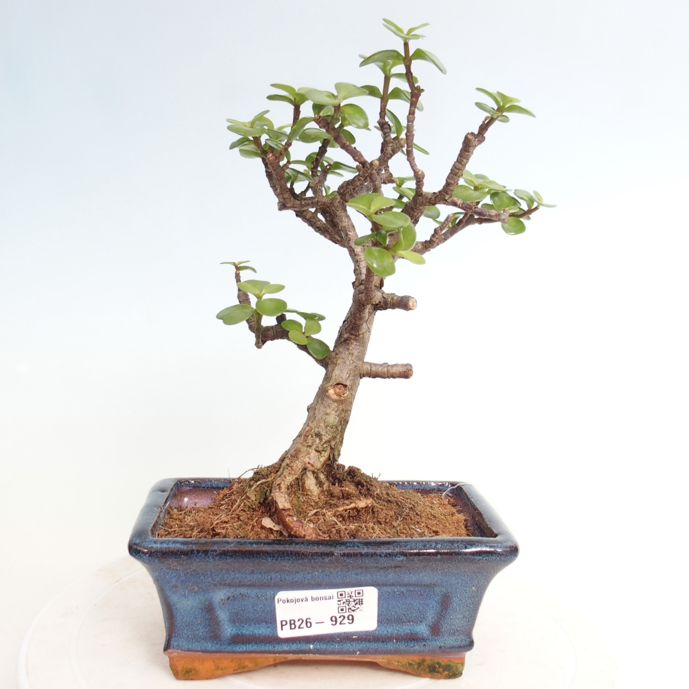 Camera bonsai - Portulakaria Afra - Tlustice