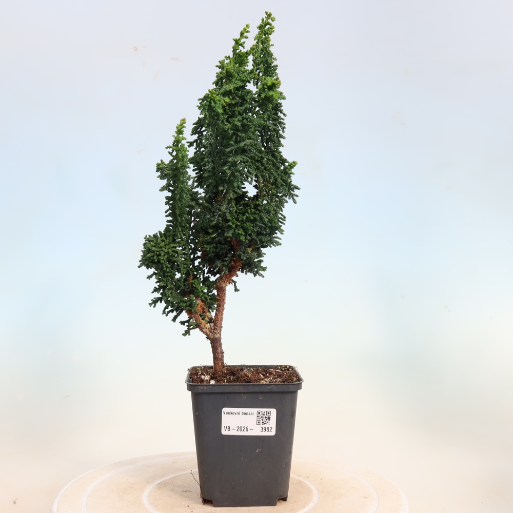 Bonsai da esterno - Cham. obtusa SEKKA HINOKI - Cipresso