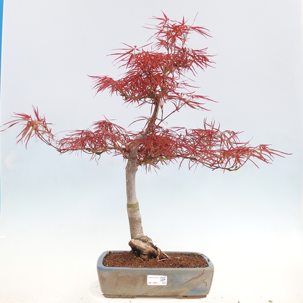 Bonsai da esterno - Acer palmatum RED PYGMY