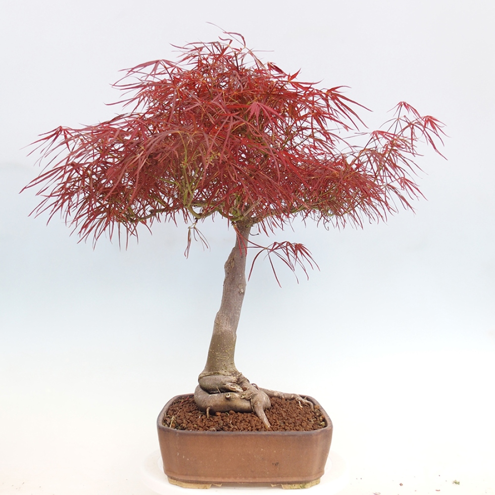 Bonsai da esterno - Acer palmatum RED PYGMY