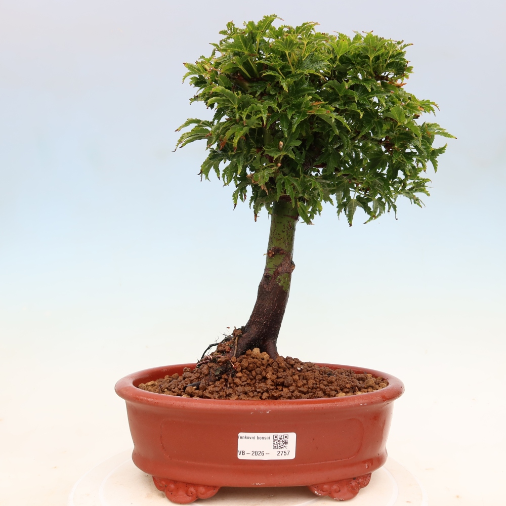 Bonsai da esterno -Palma di Giava Acer palmatum Shishigashira