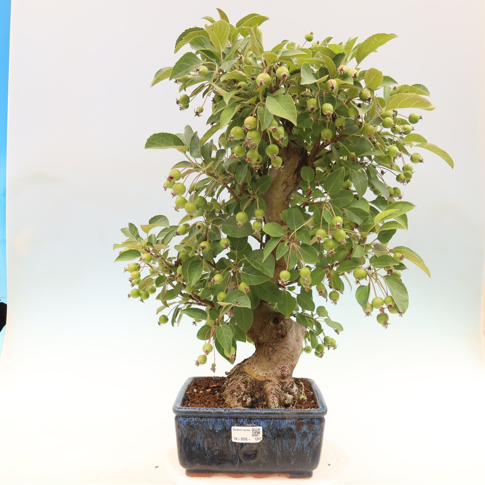 Bonsai da esterno -Malus halliana - Melo a frutto piccolo