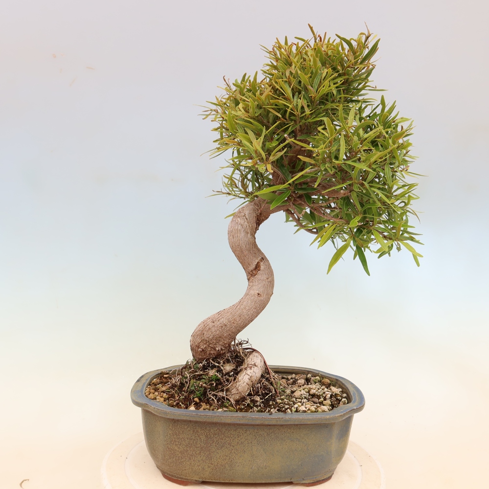 Camera bonsai - Ficus nerifolia - ficus a foglie piccole