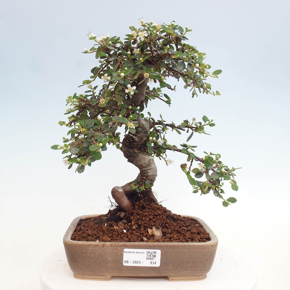 Bonsai da esterno - Cotoneaster dammeri - Roccia di Damer