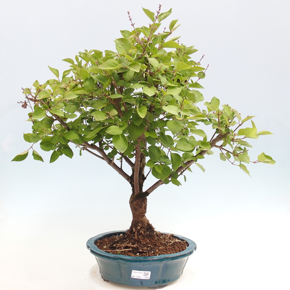 Bonsai da esterno - Syringa Meyeri Palibin - Lillà di Meyer