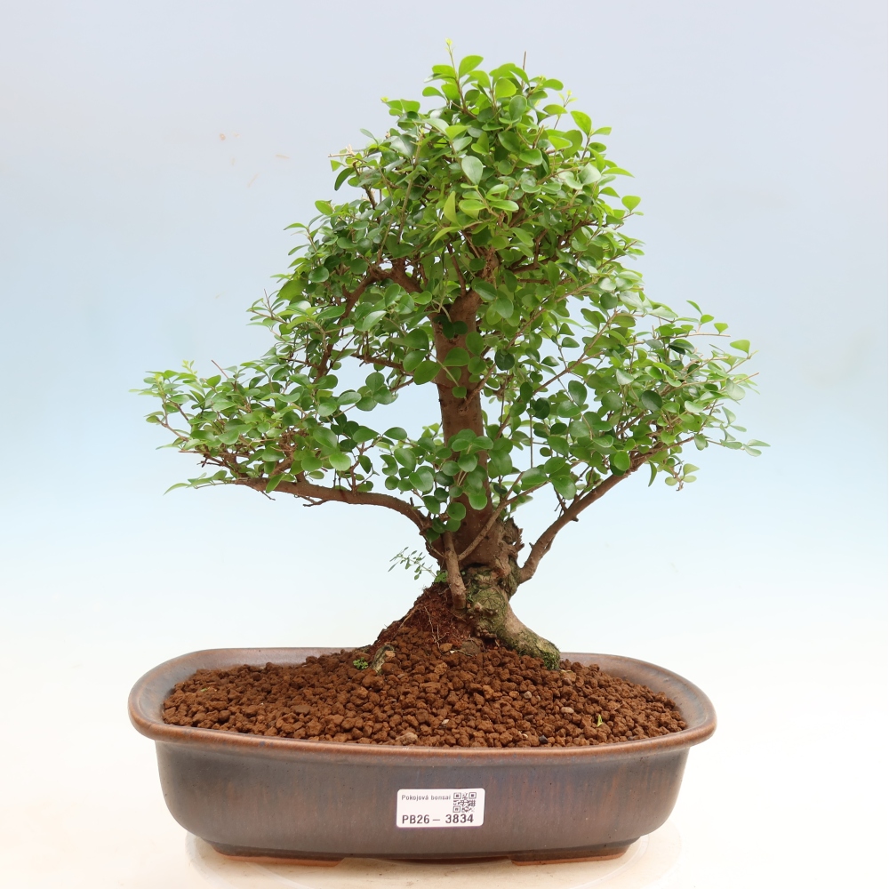 Camera bonsai -Ligustrum retusa - becco d'uccello a foglie piccole
