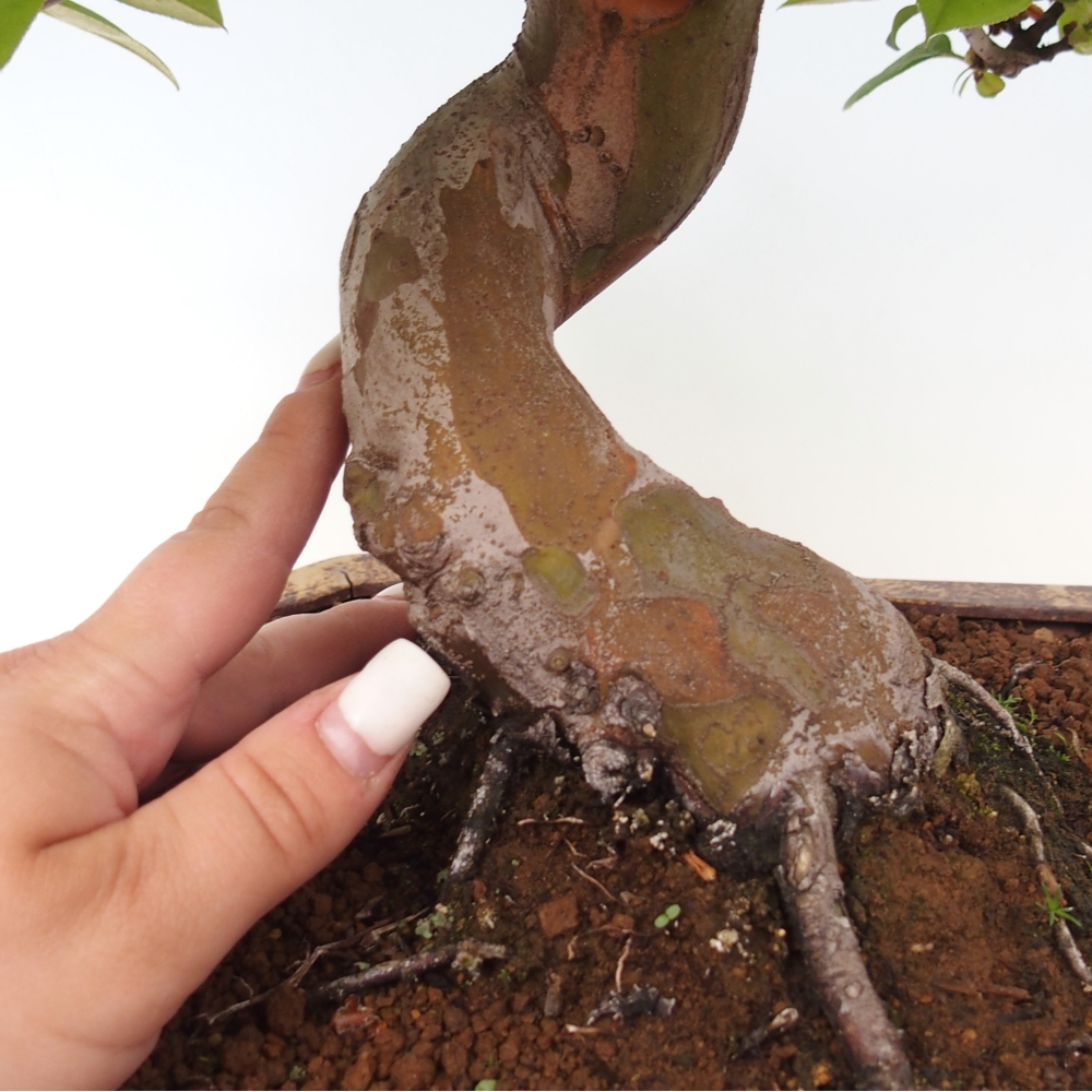 Bonsai da esterno - Pseudocydonia sinensis - Cotogno cinese