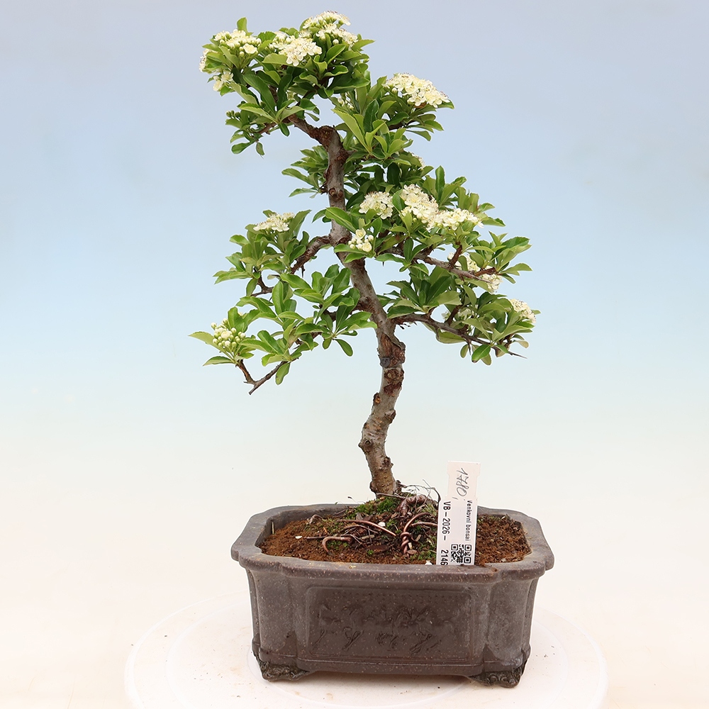 Bonsai da esterno - Pyracantha teton - Pyracantha scarlatta