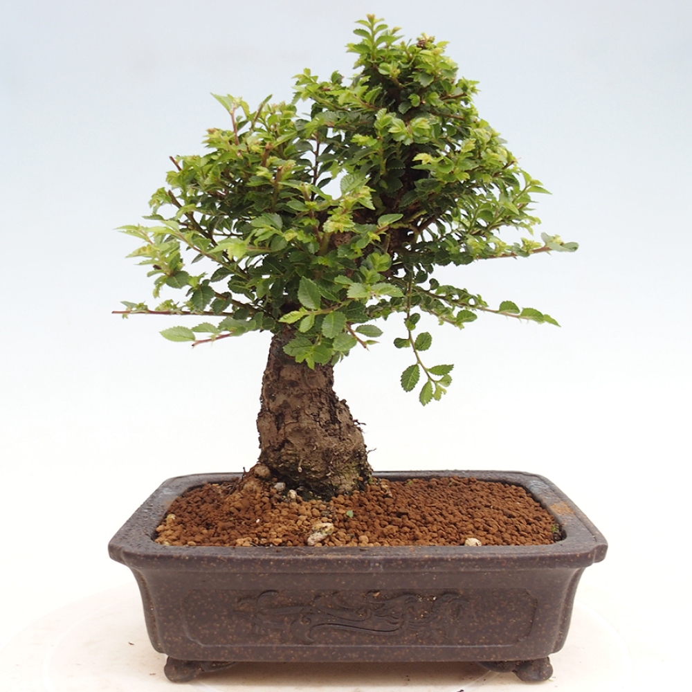 Bonsai da esterno - Ulmus parvifolia Hokkaido - Olmo cinese