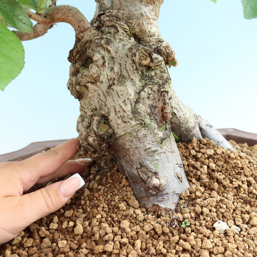 Bonsai da esterno - Photinia villosa